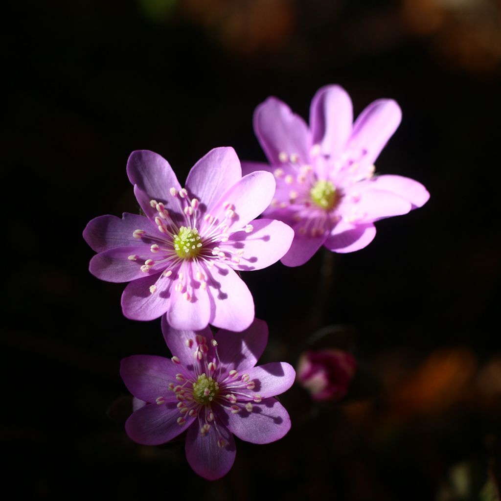 Sinivuokko Rosea