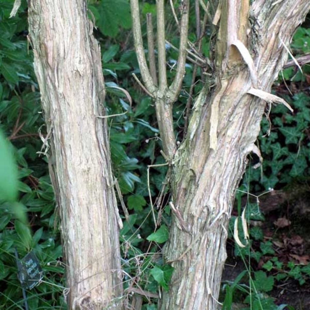 Seitsama - Heptacodium miconioides