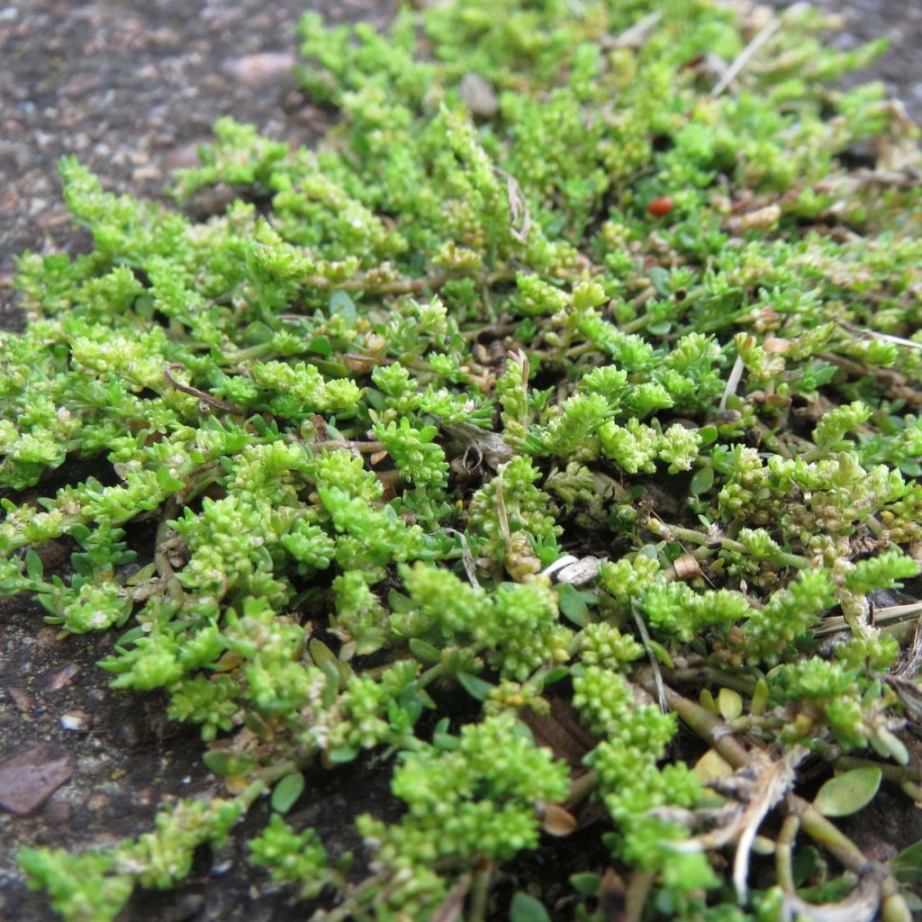 Tyräruoho - Herniaria glabra