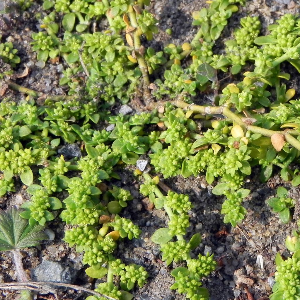 Tyräruoho - Herniaria glabra