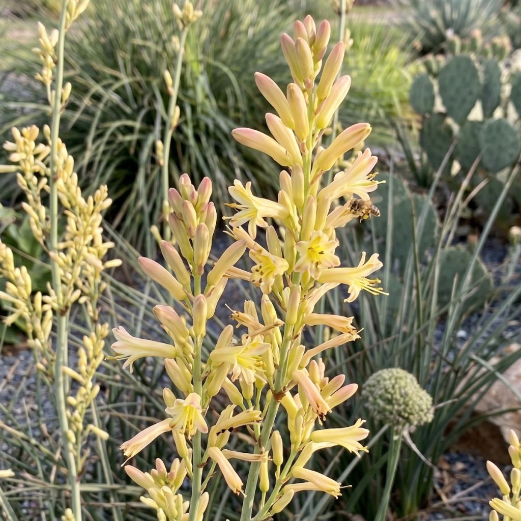 Hesperaloe parviflora Arizona Sunrise