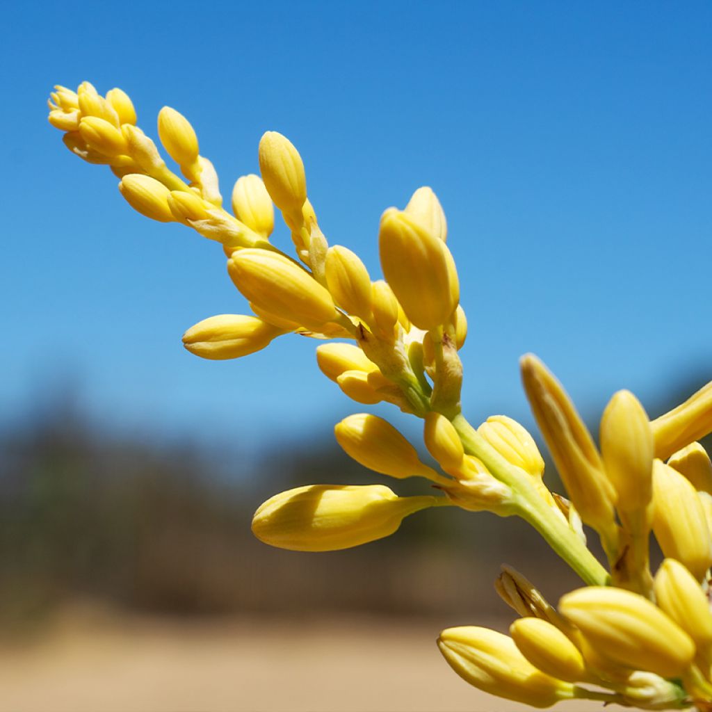 Hesperaloe parviflora Yellow Sun