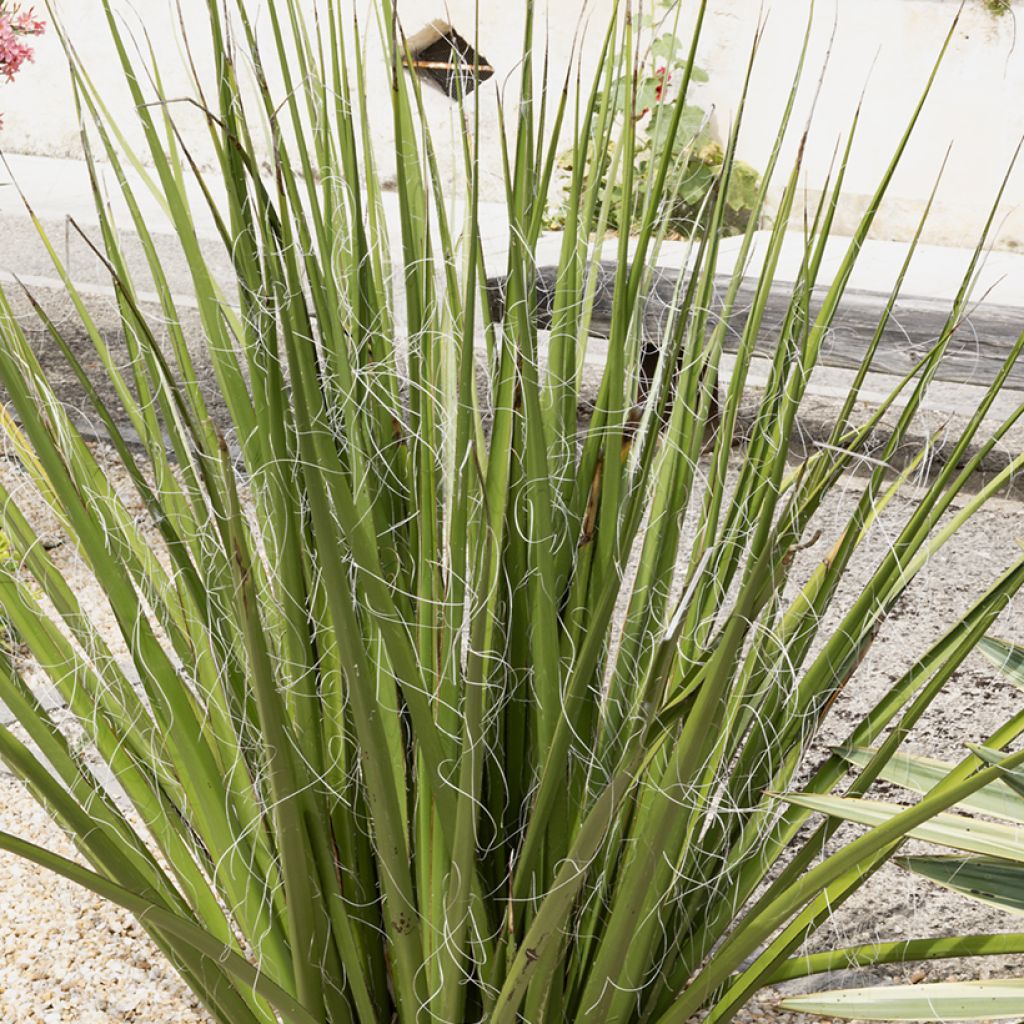 Hesperaloe parviflora Yellow Sun