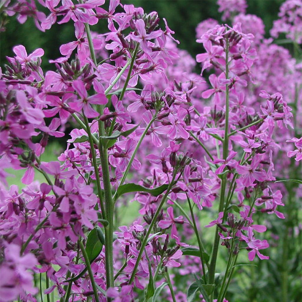 Illakko - Hesperis matronalis