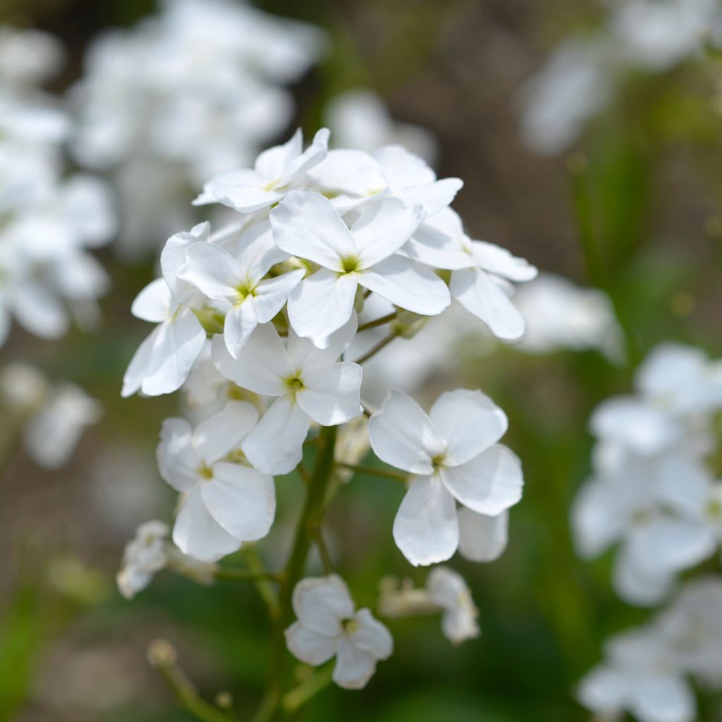 Illakko Alba
