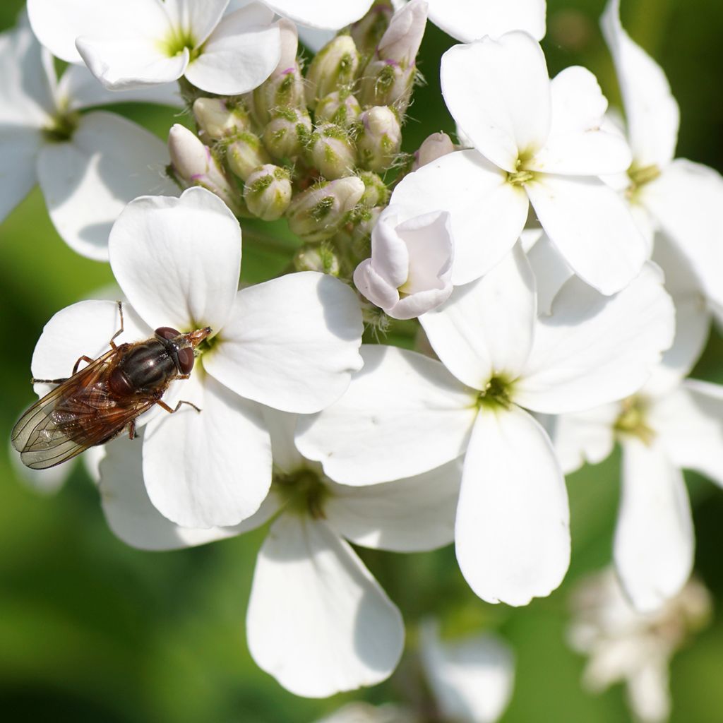 Illakko Alba