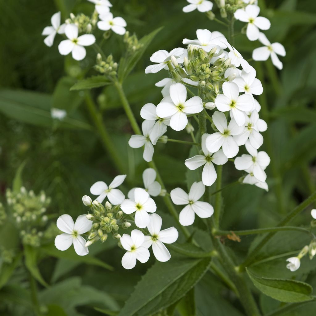 Illakko Alba