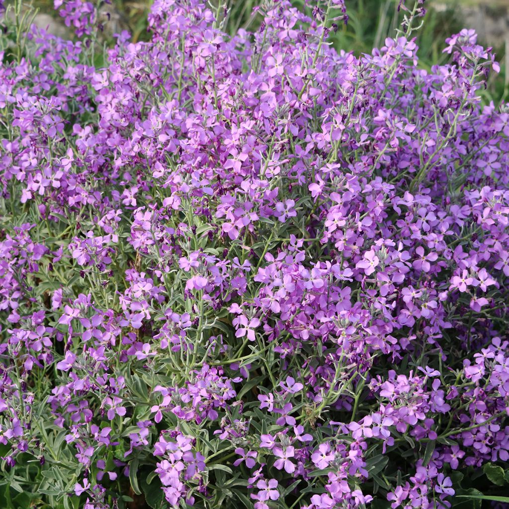 Illakko - Hesperis matronalis