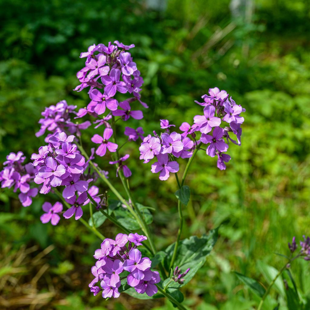 Illakko - Hesperis matronalis