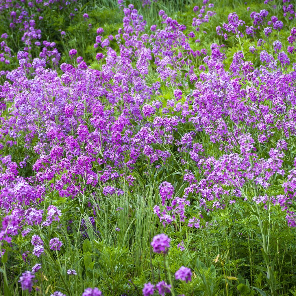 Illakko - Hesperis matronalis