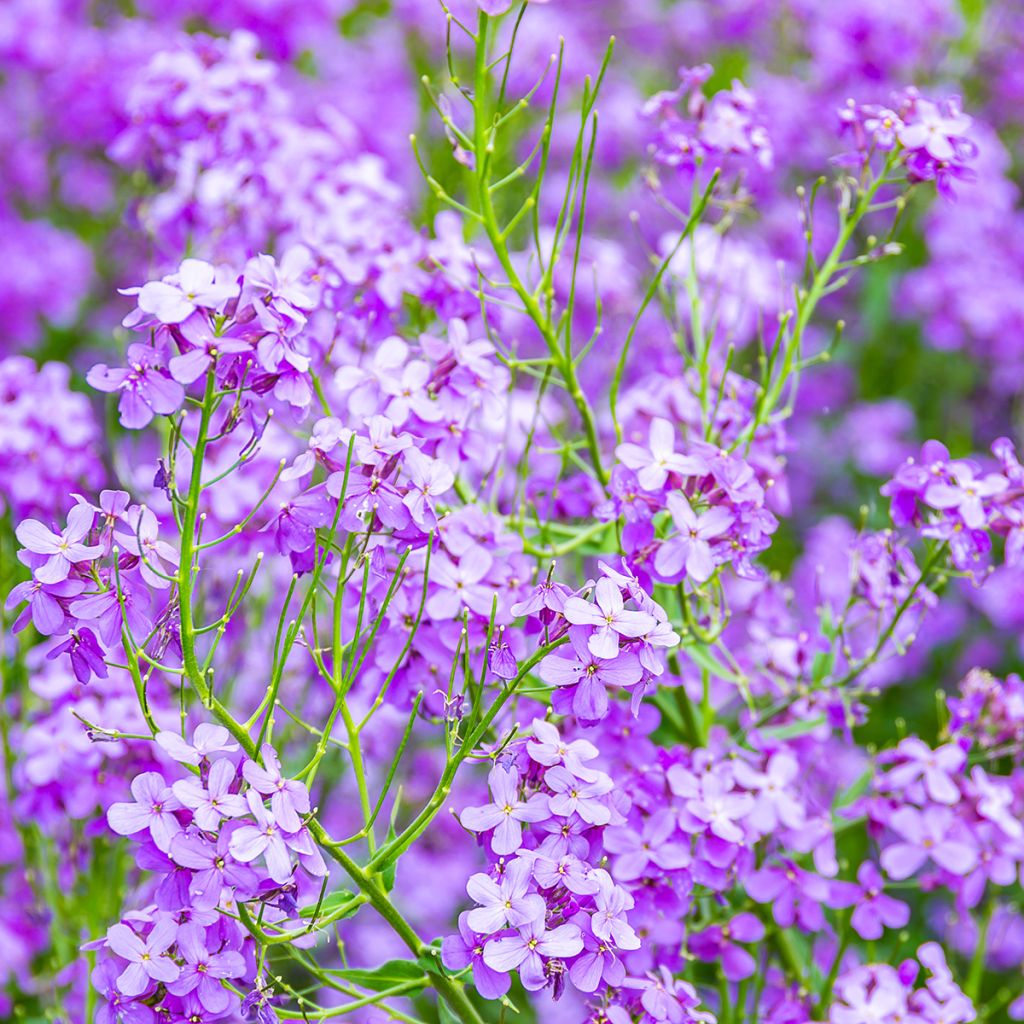 Illakko - Hesperis matronalis