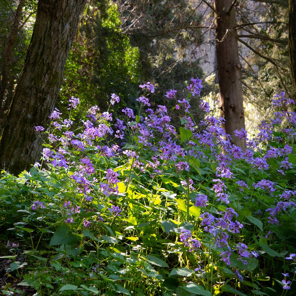 Illakko - Hesperis matronalis