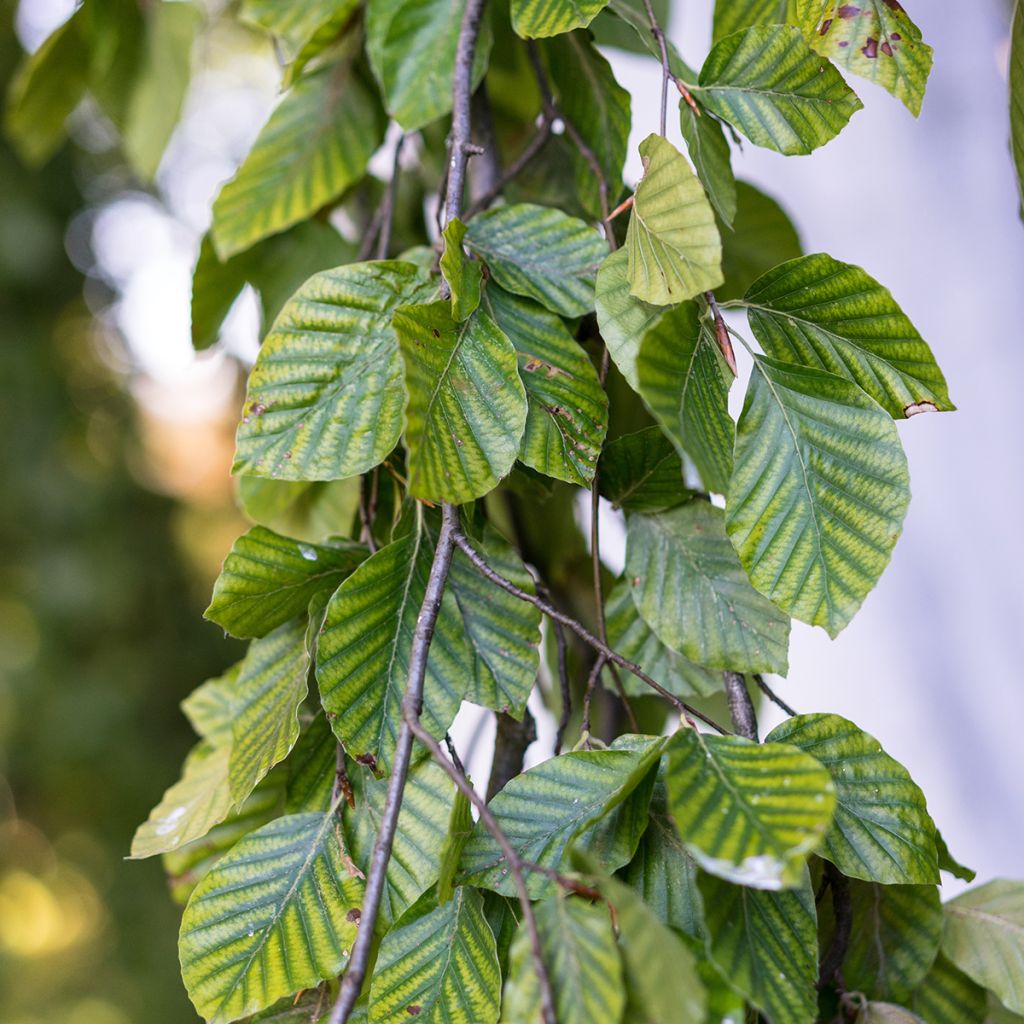 Euroopanpyökki Pendula