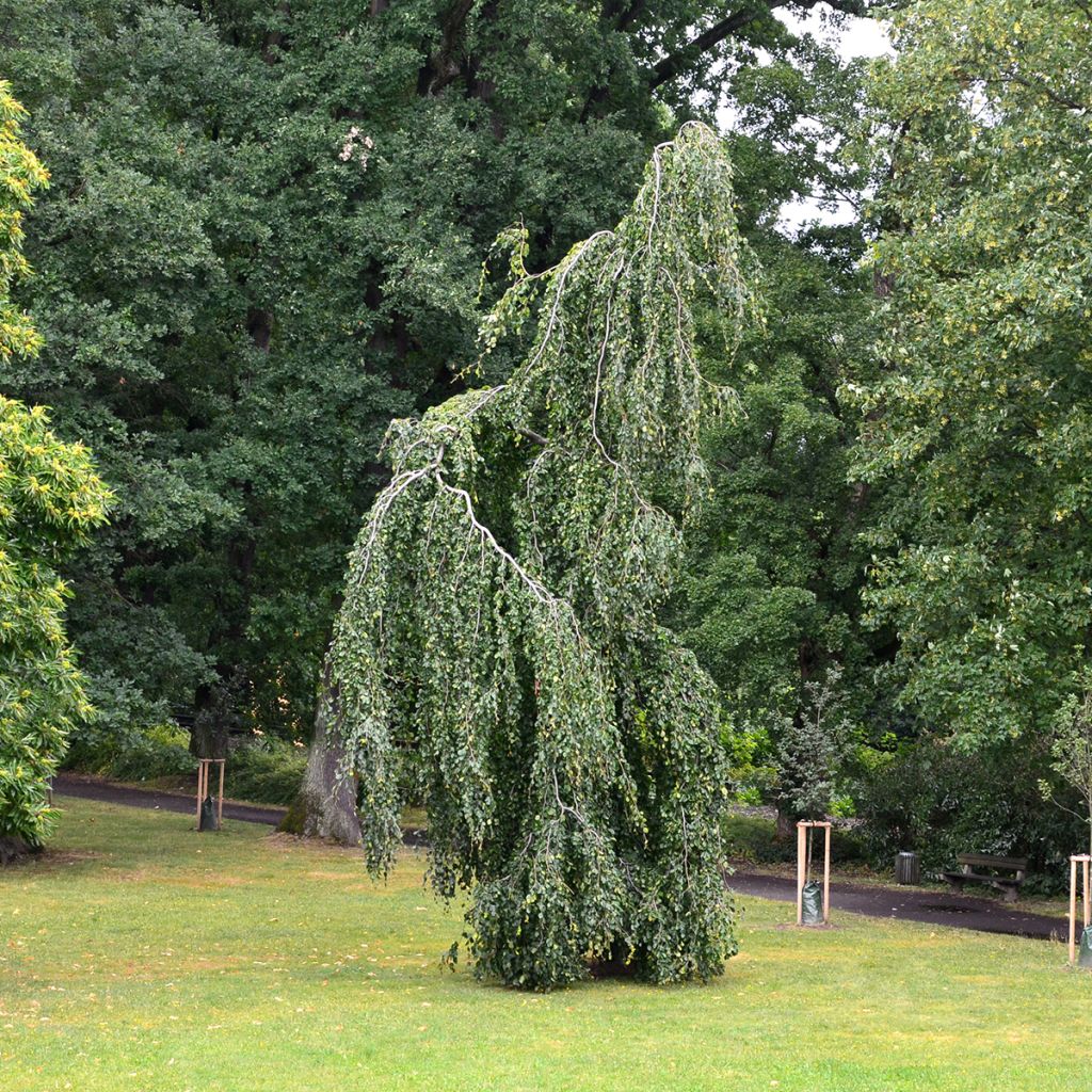 Euroopanpyökki Pendula