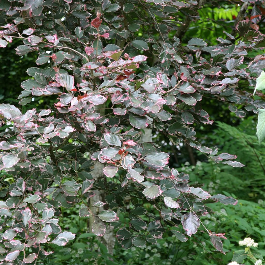 Euroopanpyökki Purpurea Tricolor