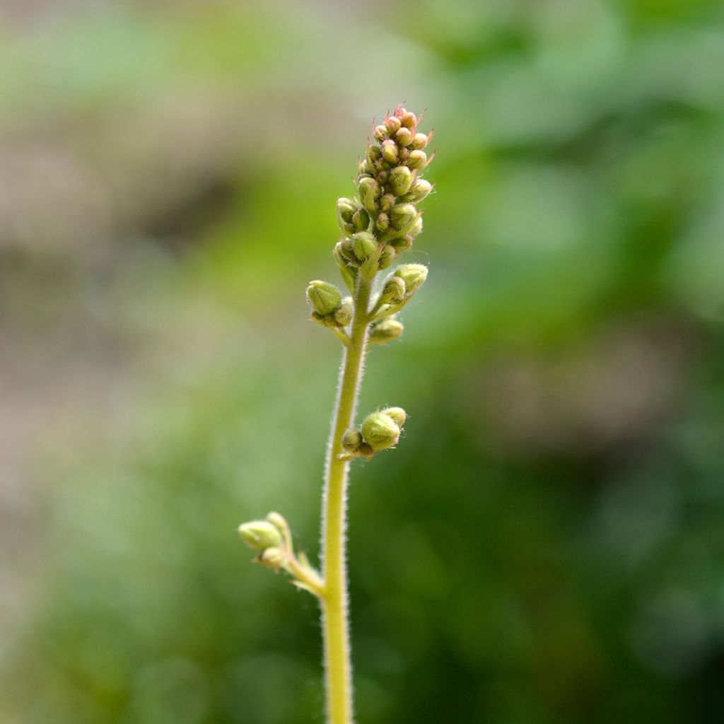Tarhakeijunkukka Electric Lime