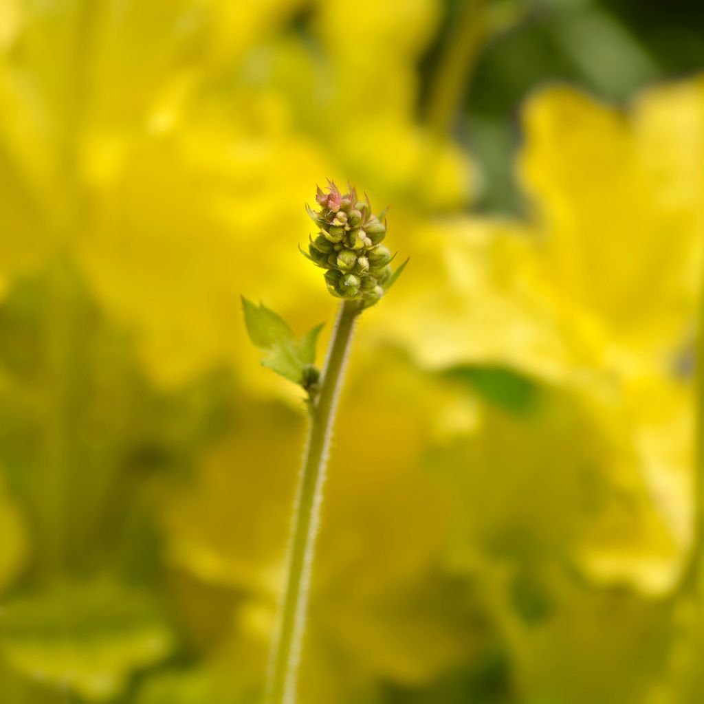 Tarhakeijunkukka Electric Lime