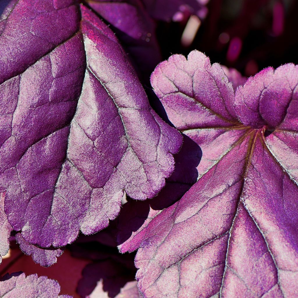 Keijunkukka Forever Purple