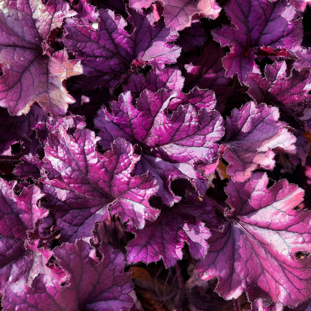 Keijunkukka Forever Purple