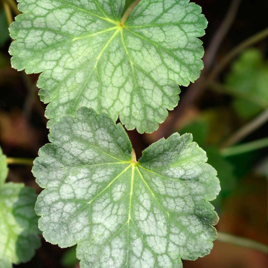 Amerikankeijunkukka Dale s Strain