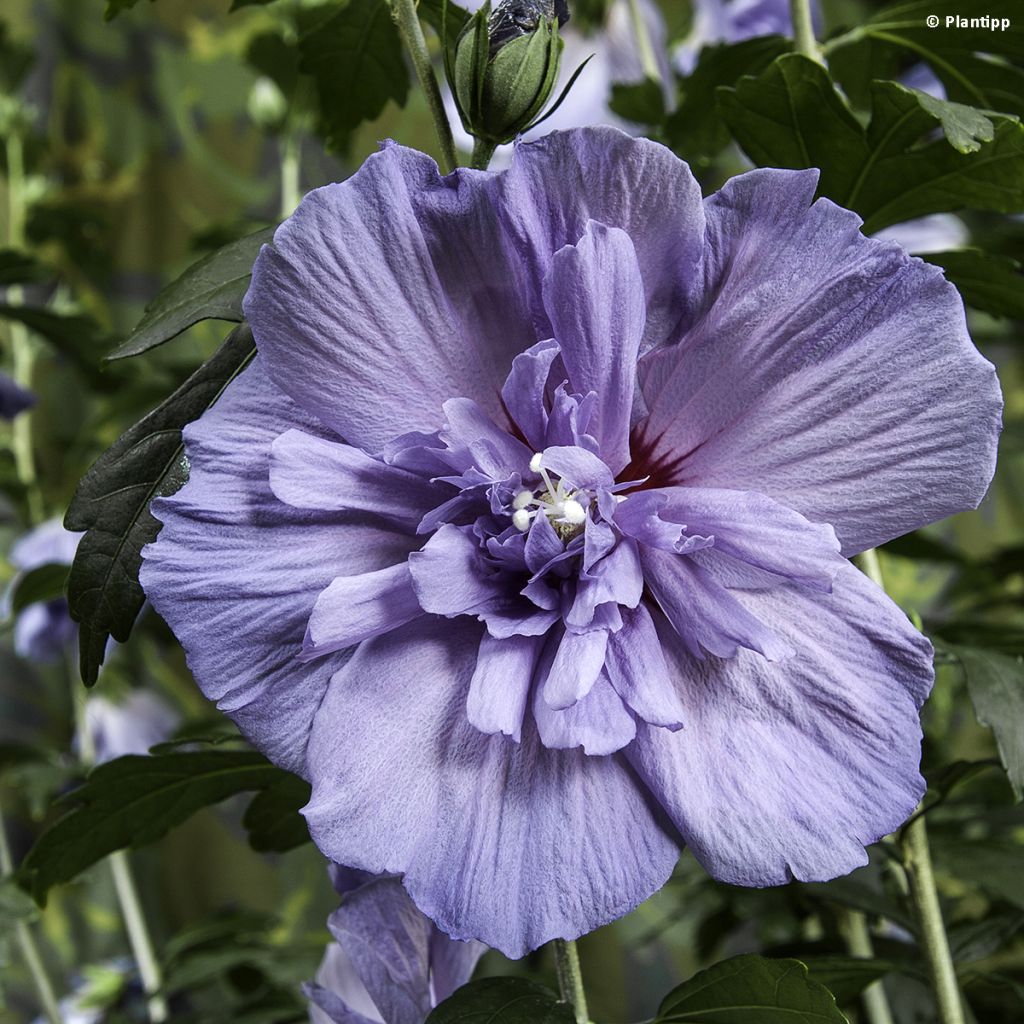 Syyrianhiiskus Blue Chiffon