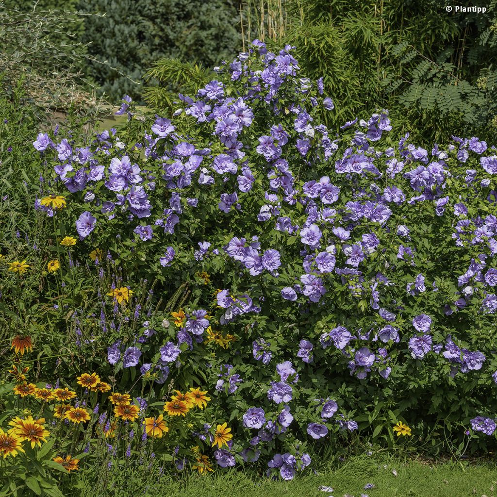 Syyrianhiiskus Blue Chiffon