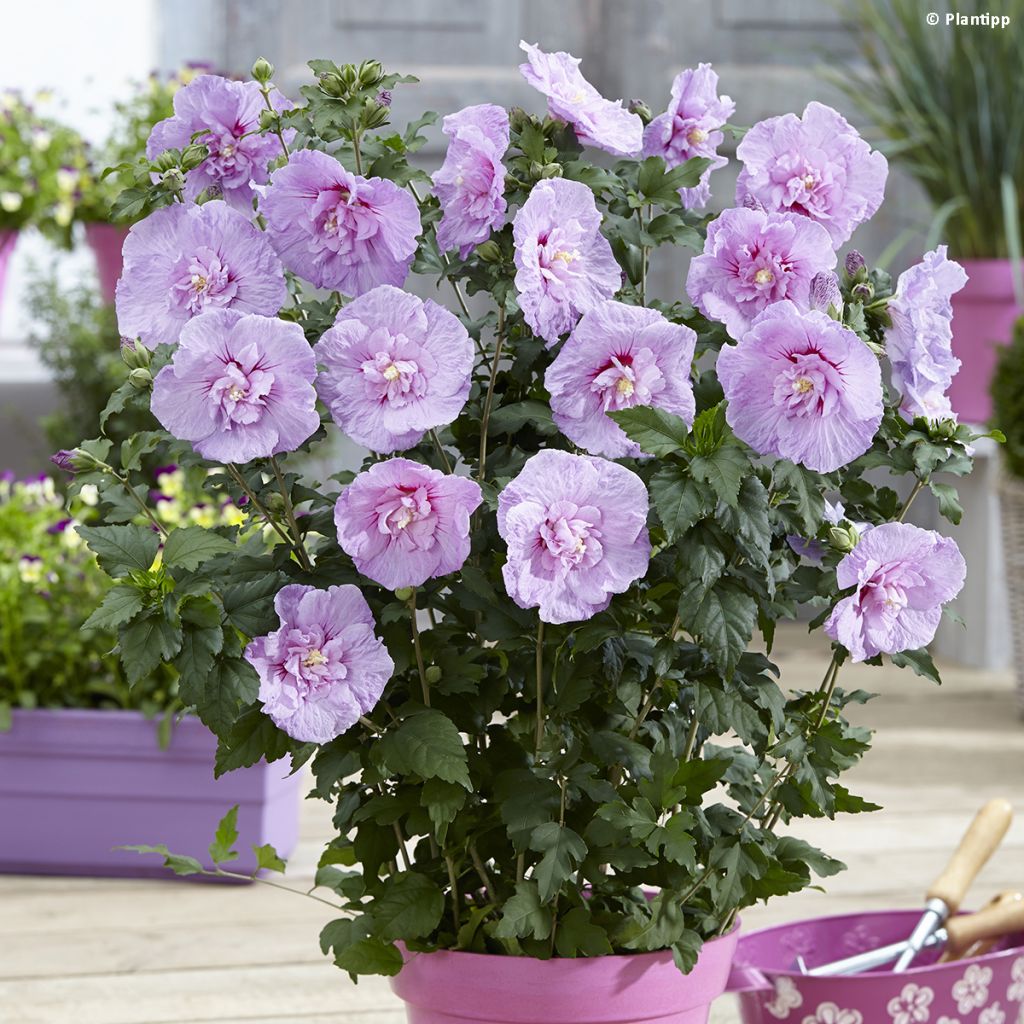 Syyrianhiiskus Lavender Chiffon