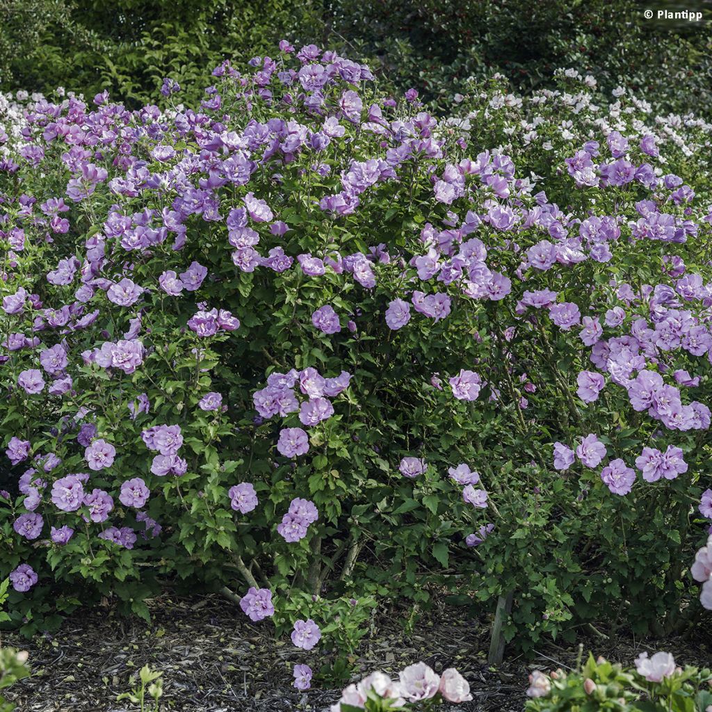 Syyrianhiiskus Lavender Chiffon