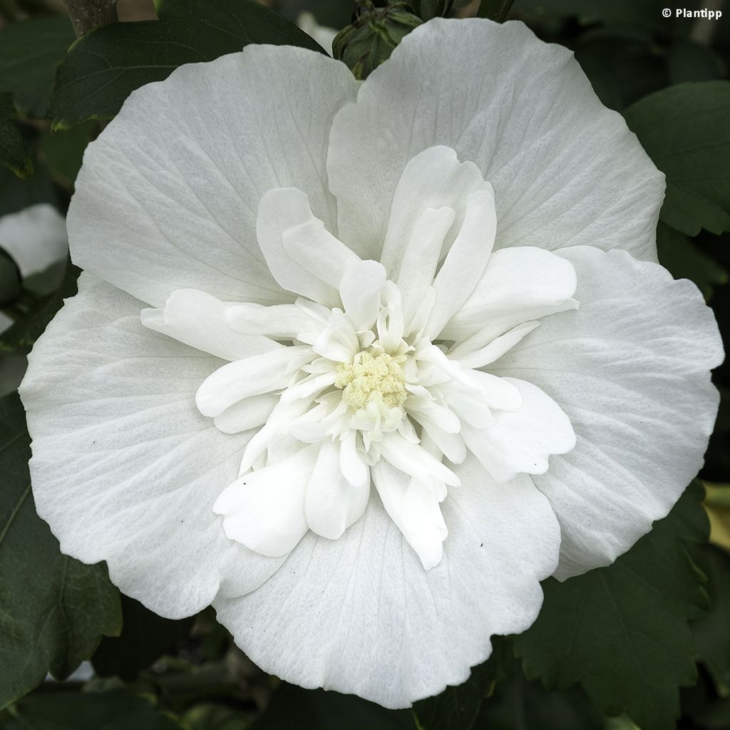 Syyrianhiiskus White Chiffon