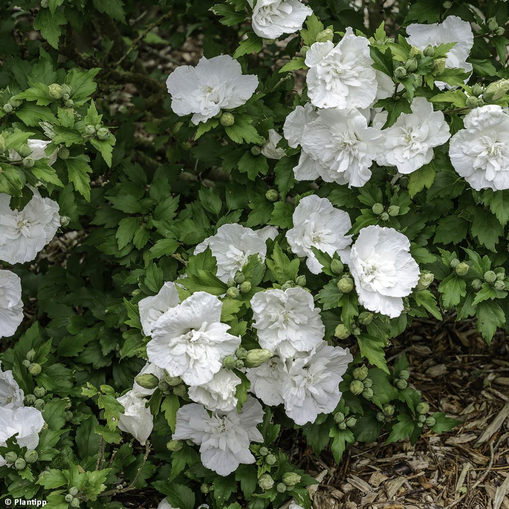 Syyrianhiiskus White Chiffon