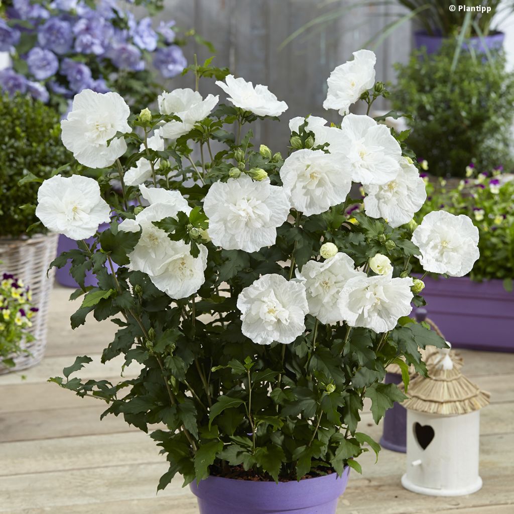 Syyrianhiiskus White Chiffon