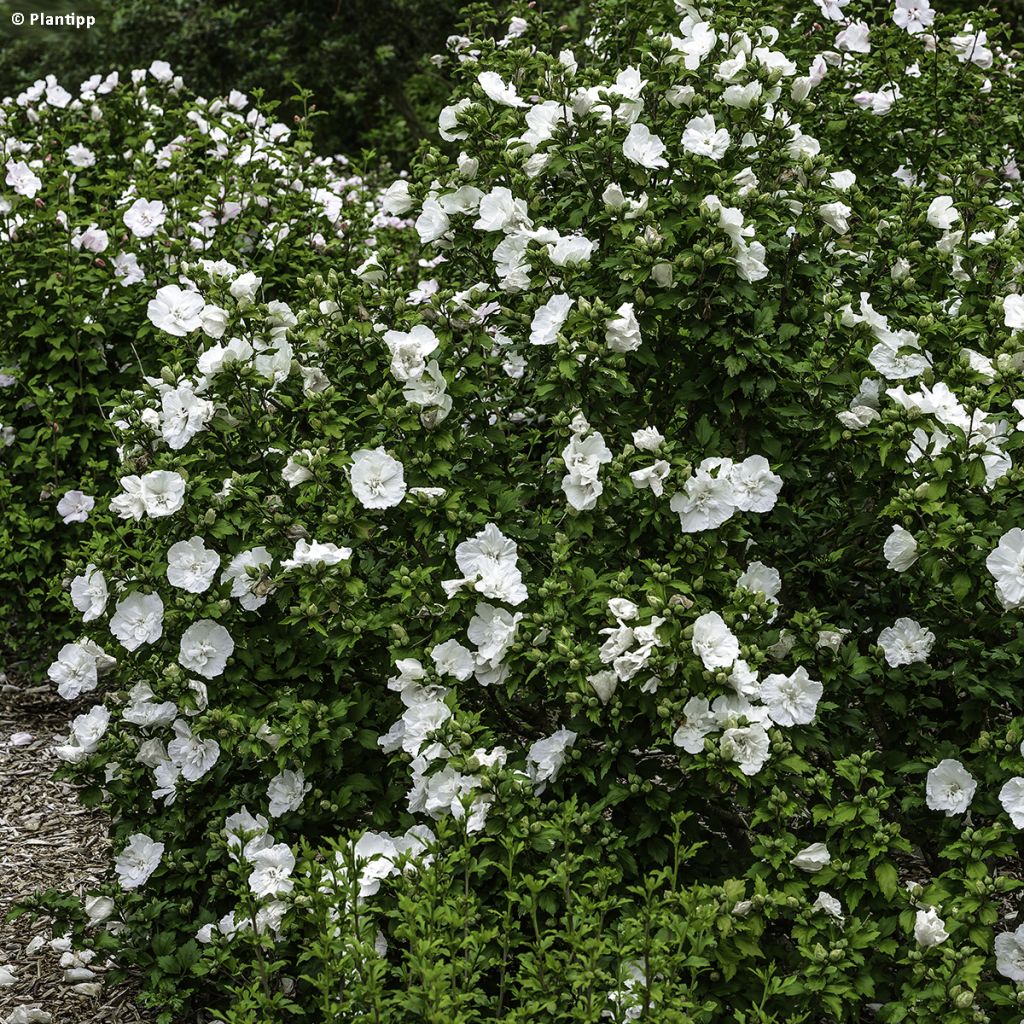 Syyrianhiiskus White Chiffon