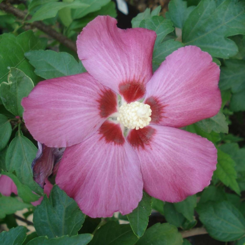 Syyrianhiiskus Woodbridge