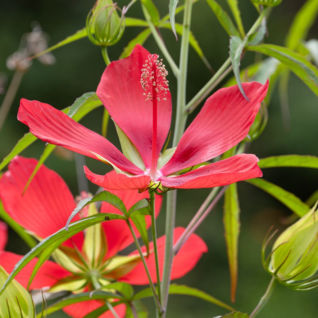 Hibiskus - Hibiscus coccineus