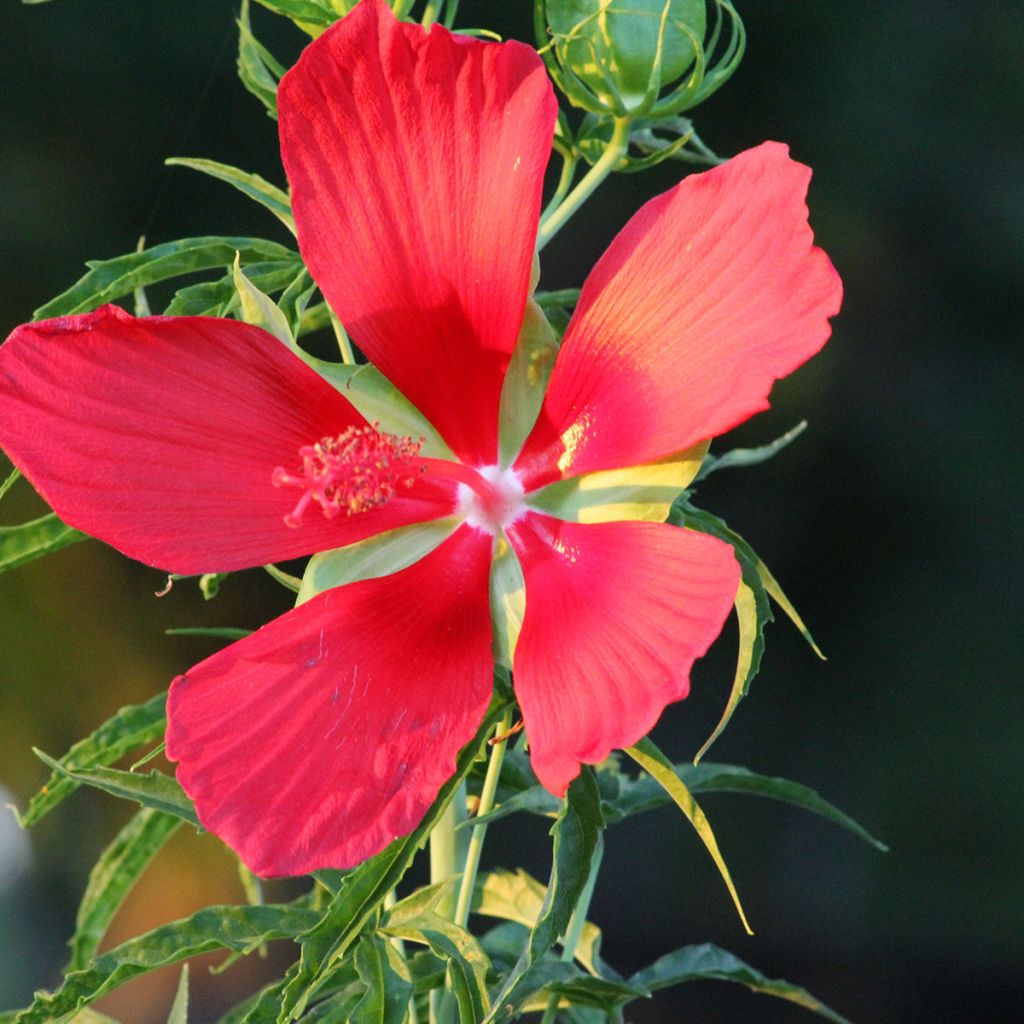 Hibiskus - Hibiscus coccineus