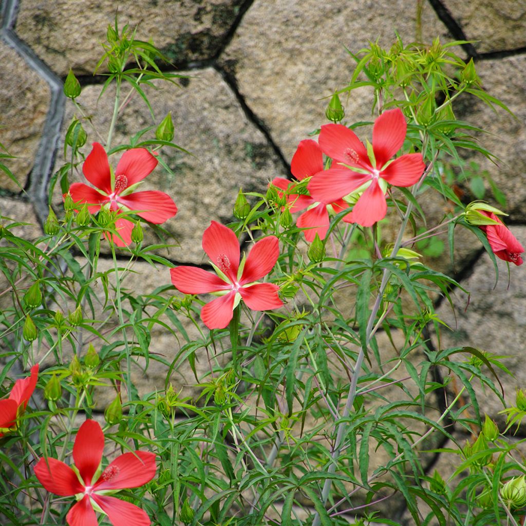 Hibiskus - Hibiscus coccineus