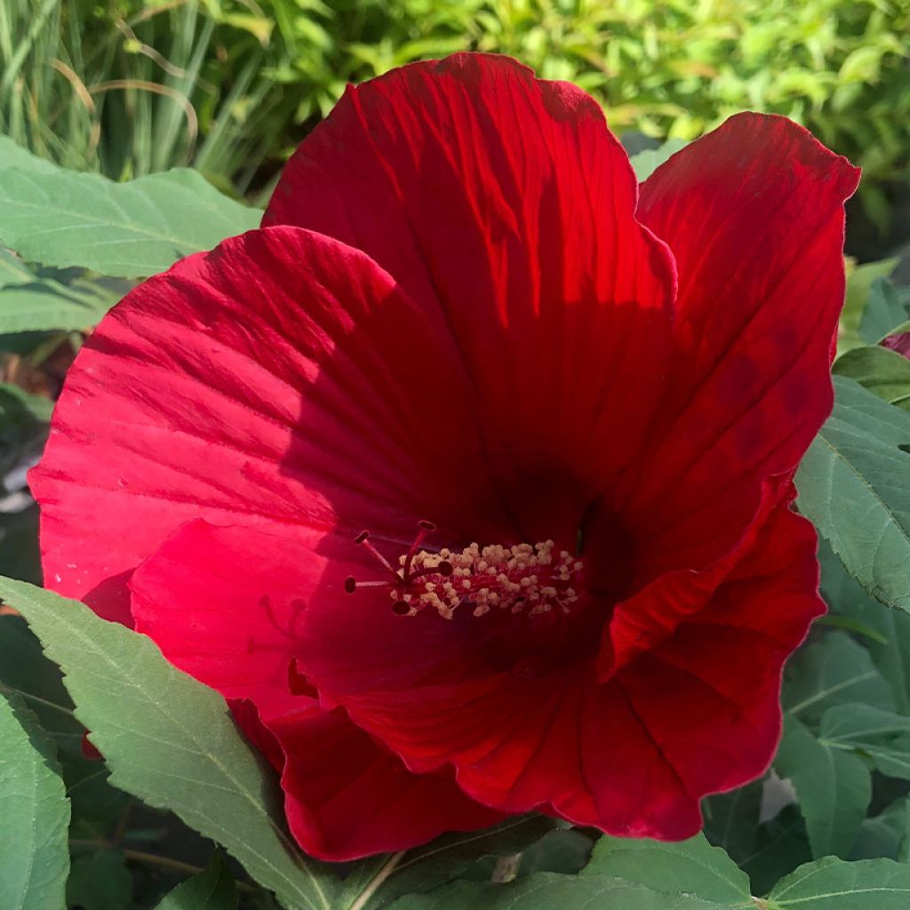 Jättihibiskus Midnight Marvel