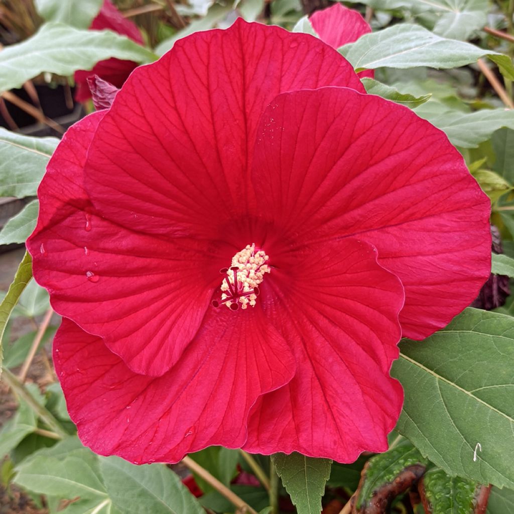 Jättihibiskus Midnight Marvel