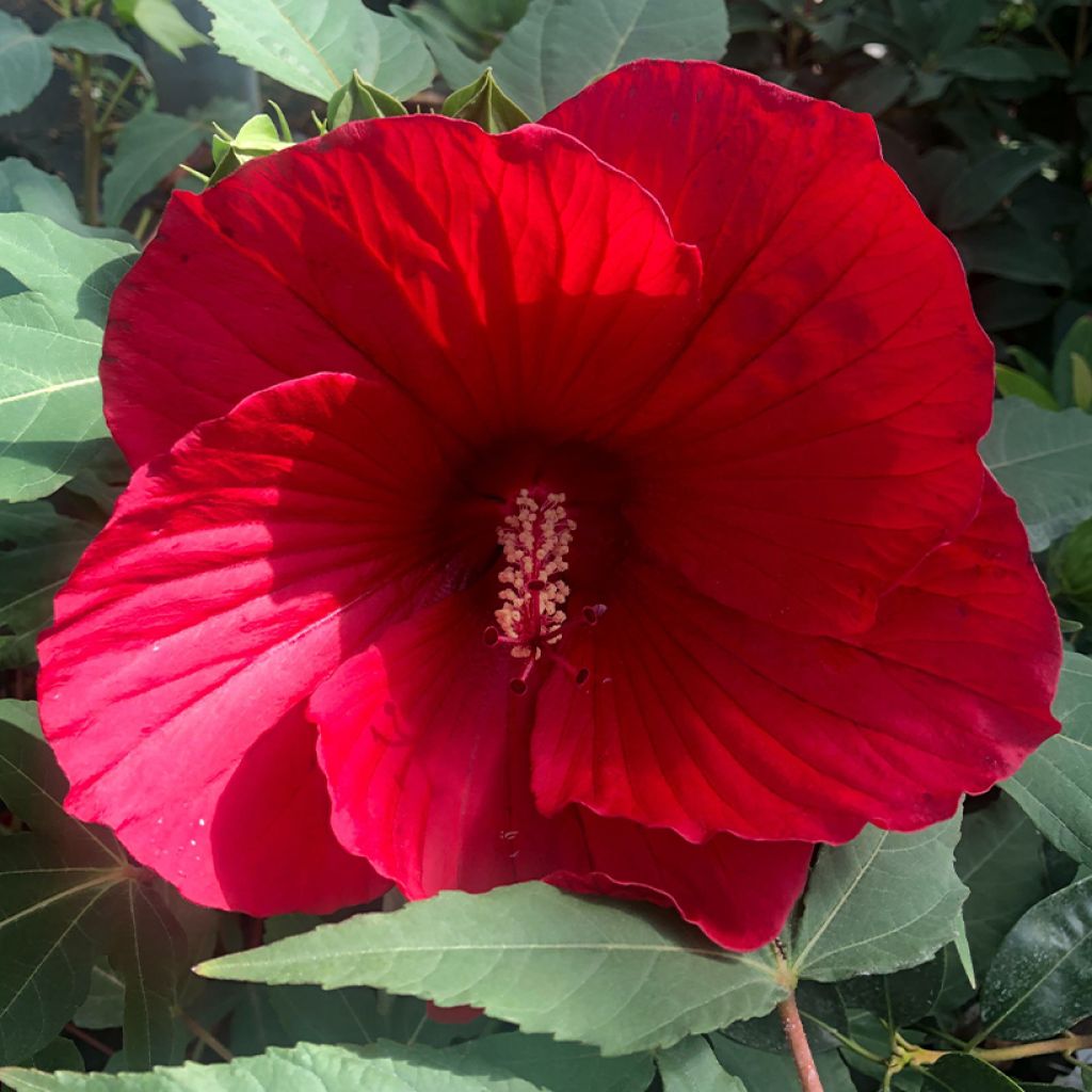 Jättihibiskus Midnight Marvel