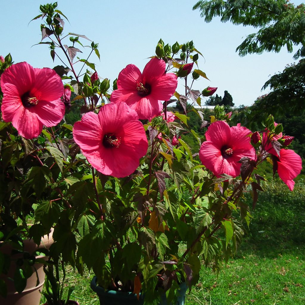 Jättihibiskus PLANET Griotte