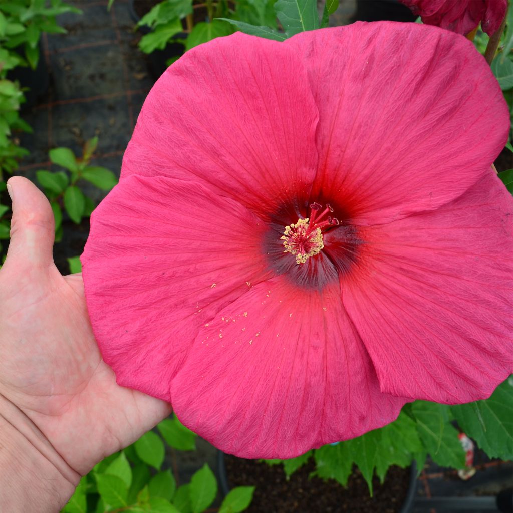 Jättihibiskus PLANET Griotte
