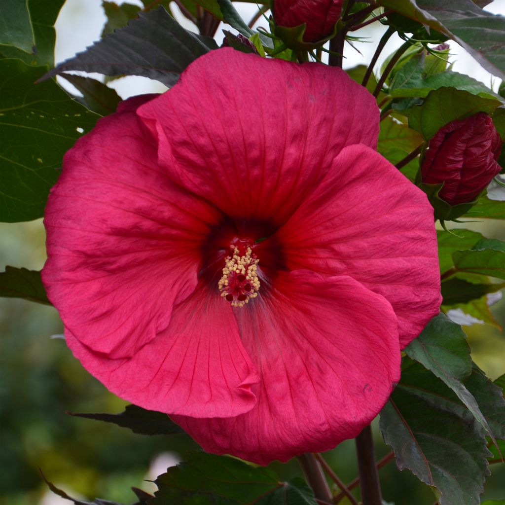 Jättihibiskus PLANET Griotte