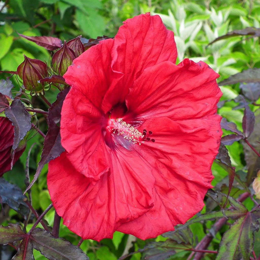 Jättihibiskus Carrousel Red Wine