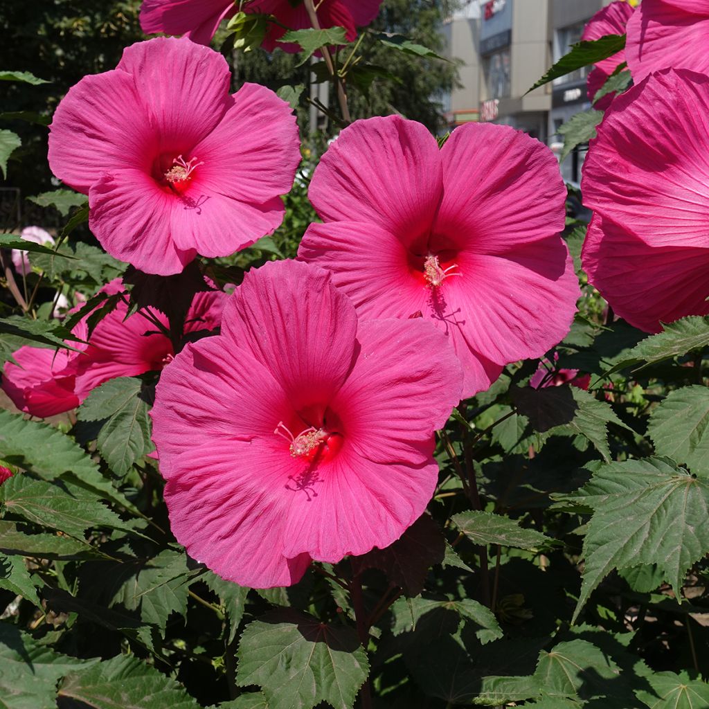 Jättihibiskus Rose