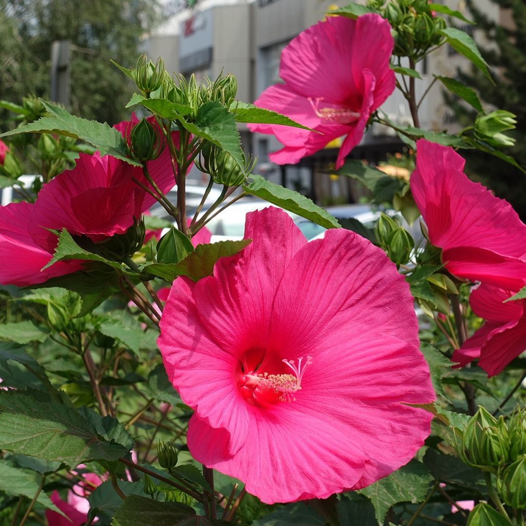 Jättihibiskus Rose