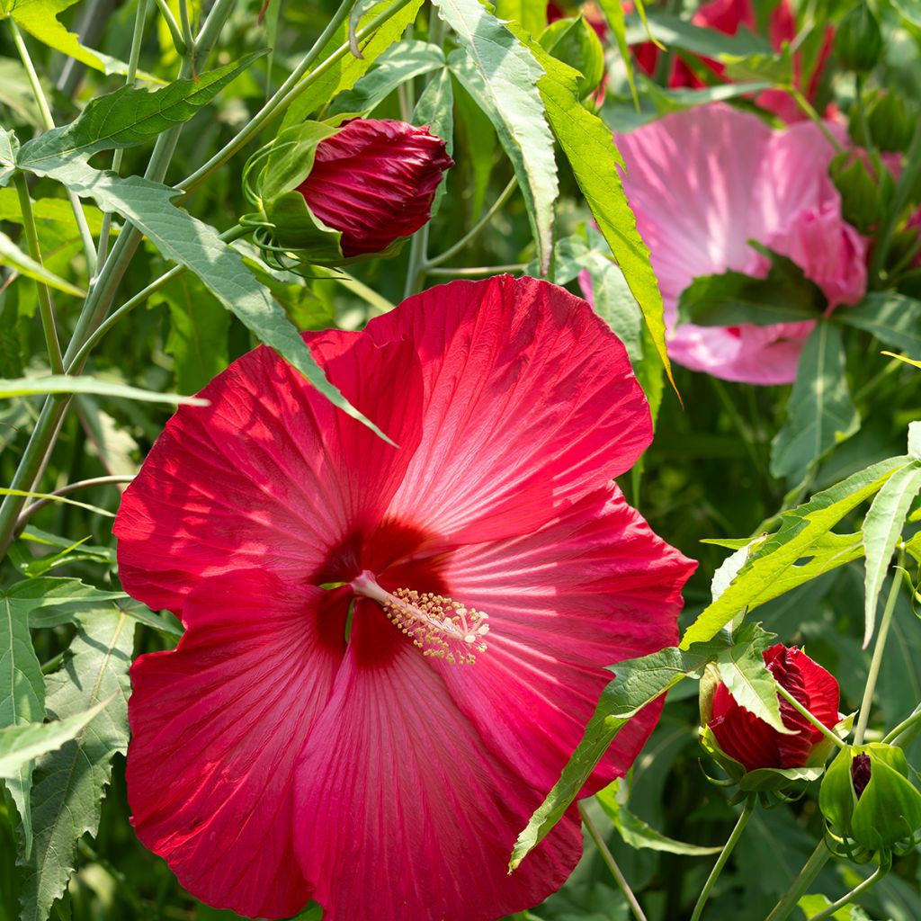 Jättihibiskus Rouge