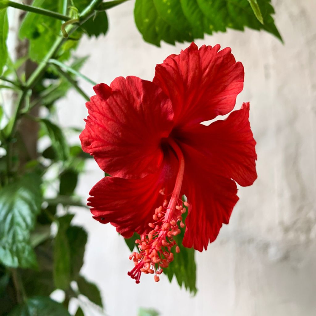 Kiinanruusu - Hibiscus rosa-sinensis