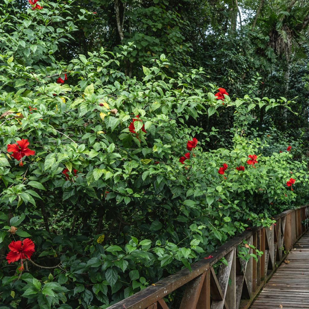 Kiinanruusu - Hibiscus rosa-sinensis