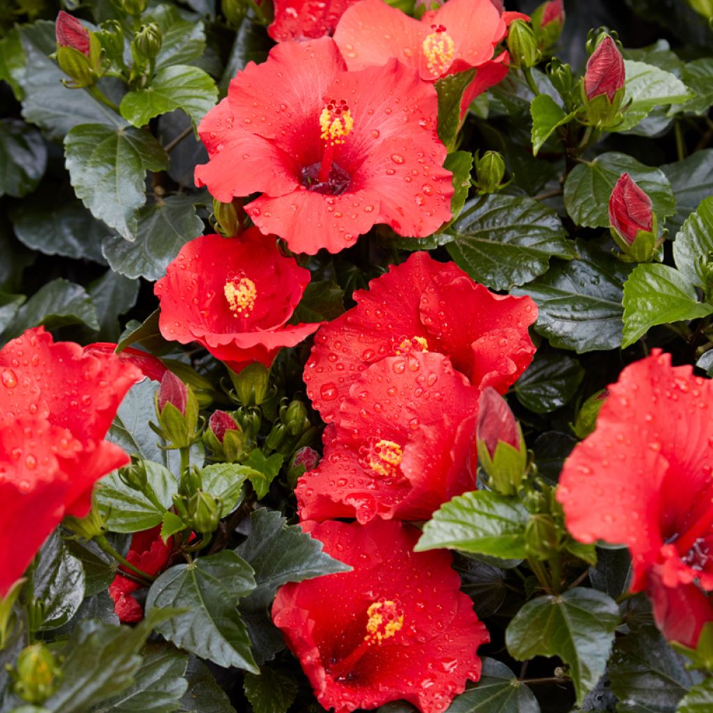 Kiinanruusu - Hibiscus rosa-sinensis