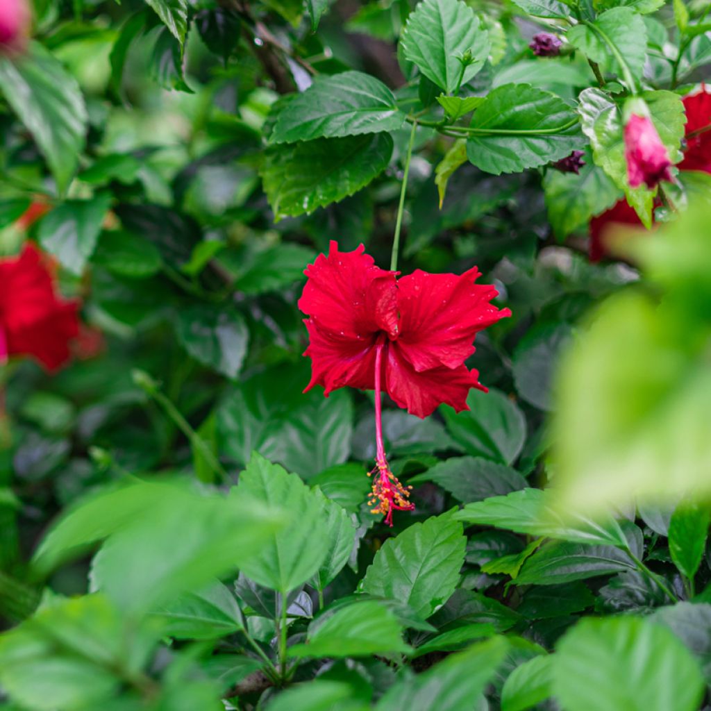 Kiinanruusu - Hibiscus rosa-sinensis